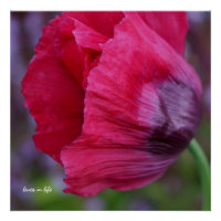 Mooie roze & Paarse klaproos