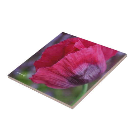 Mooie roze & Paarse klaproos Tegeltje (Zijkant)