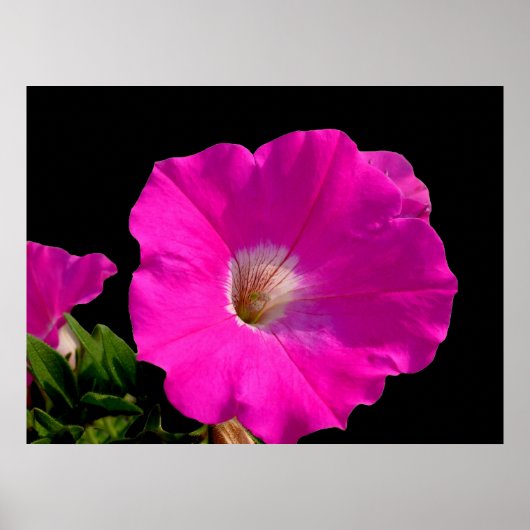 Mooie roze petunia bloem in zwart poster (Voorkant)