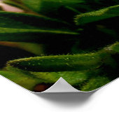 Mooie roze petunia bloem in zwart poster (Hoek)