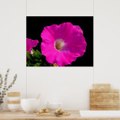 Mooie roze petunia bloem in zwart poster (Keuken)