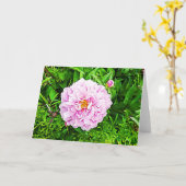 Mooie roze Pioen Blanke kaart (Gele Bloem)