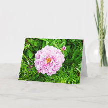 Mooie roze Pioen Blanke kaart