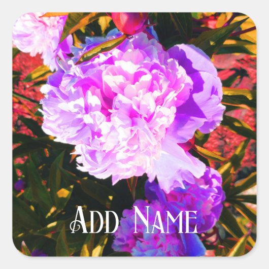Mooie Roze Pioenrozen Vierkante Sticker (Voorkant)