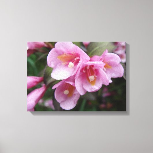 Mooie roze platte canvas afdrukken (Voorkant)