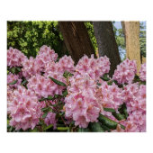 Mooie roze Rhododendron Blooms Floral Perfect Poster (Voorkant)