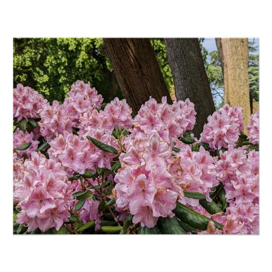 Mooie roze Rhododendron Blooms Floral Perfect Poster (Voorkant)