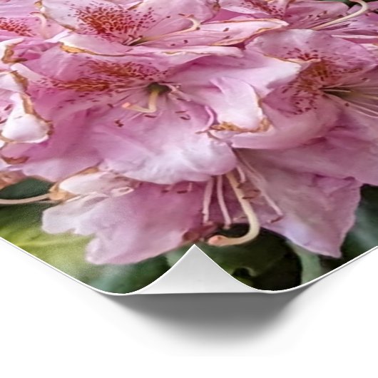 Mooie roze Rhododendron Blooms Floral Perfect Poster (Hoek)