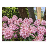 Mooie roze Rhododendron Floral Foto Afdruk (Voorkant)