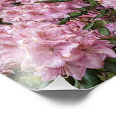Mooie roze Rhododendron Floral Foto Afdruk (Hoek)