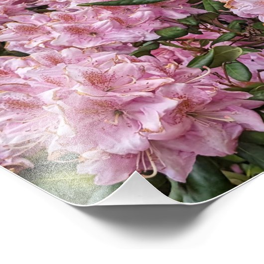 Mooie roze Rhododendron Floral Foto Afdruk (Hoek)