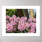 Mooie Roze Rhododendrons Bloemen Poster (Voorkant)
