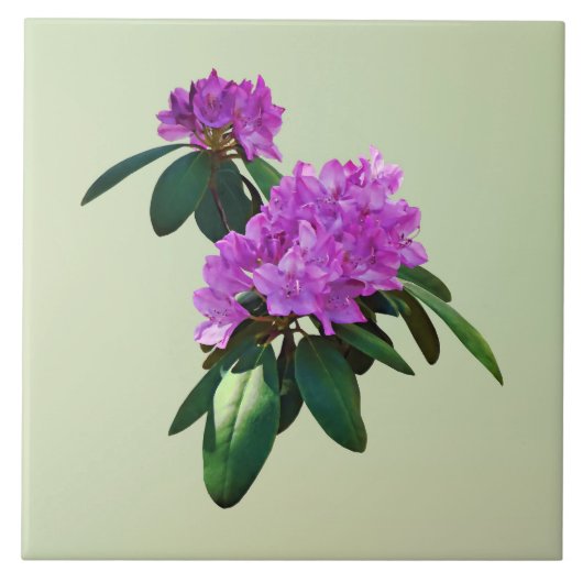 Mooie roze Rhododendrons Tegeltje (Voorkant)
