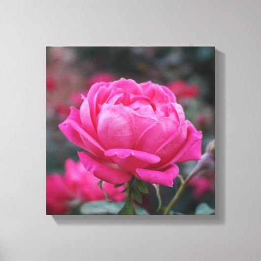 Mooie Roze Roos Bloem Canvas Afdruk (Voorkant)