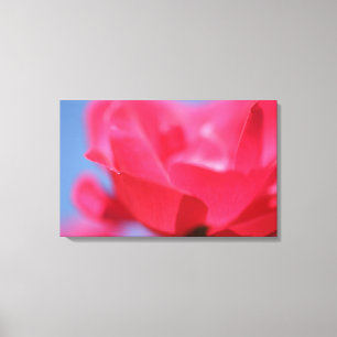 Mooie Roze Roos Bloem Canvasprint Canvas Afdruk