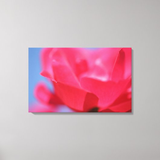 Mooie Roze Roos Bloem Canvasprint Canvas Afdruk (Voorkant)