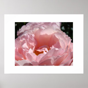 Mooie Roze Roos Bloem Fijne Kunst Prints Rozen