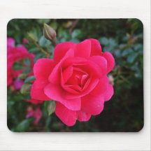 mooie roze roos bloem fotografie