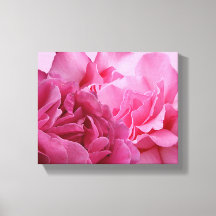 Mooie roze roos bloemige moderne mooie stijlvolle
