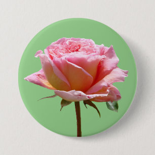 Mooie roze roos close-up cust. BG BUTTON