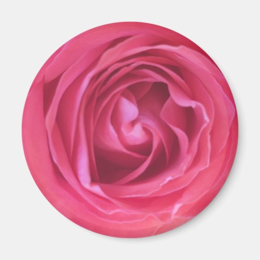 Mooie Roze Roos Magneet (Voorkant)