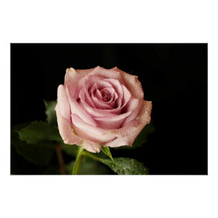 mooie roze roos perfect poster