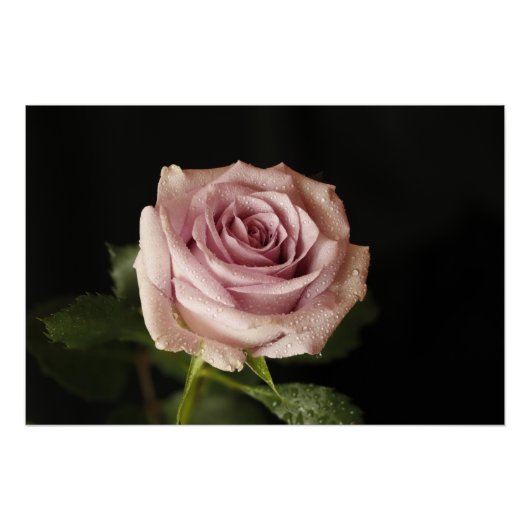mooie roze roos perfect poster (Voorkant)