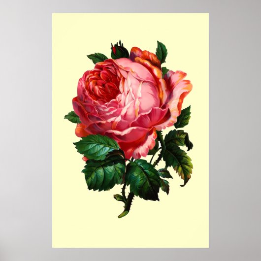 MOOIE ROZE ROOS POSTER (Voorkant)