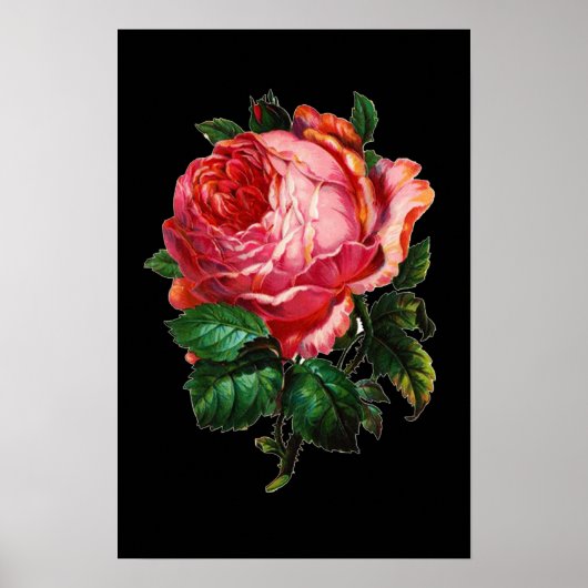MOOIE ROZE ROOS POSTER (Voorkant)