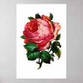 MOOIE ROZE ROOS POSTER (Voorkant)