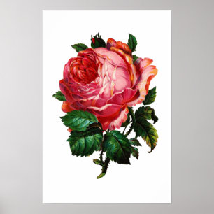 MOOIE ROZE ROOS POSTER
