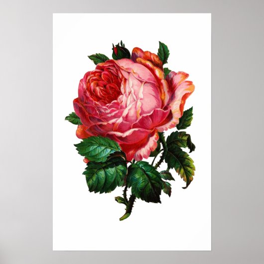 MOOIE ROZE ROOS POSTER (Voorkant)