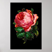 MOOIE ROZE ROOS