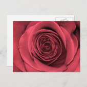 Mooie roze roze bloem foto briefkaart (Voorkant / Achterkant)