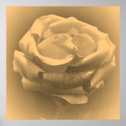  mooie roze roze close-up poster (Voorkant)
