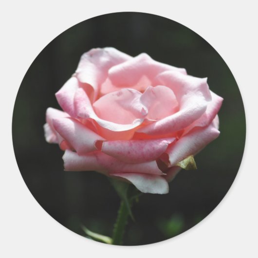 Mooie roze roze close-up ronde sticker (Voorkant)