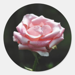 Mooie roze roze close-up ronde sticker