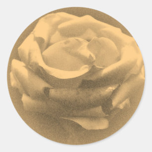 Mooie Roze Roze Dichte Oude Foto Ronde Sticker