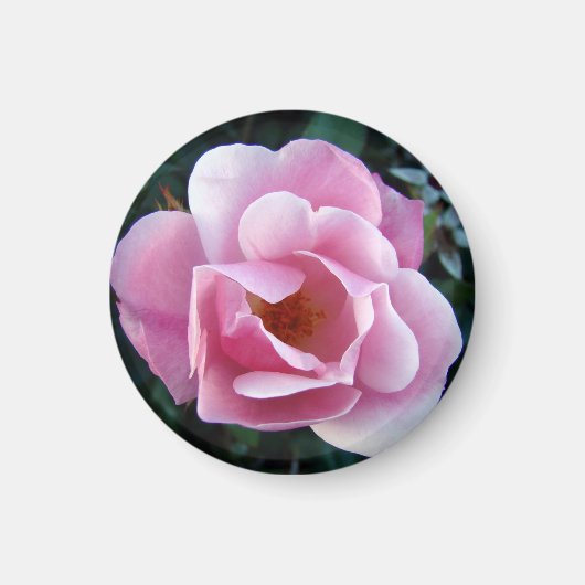 Mooie Roze Roze Magnet (Voorkant)