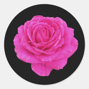Mooie roze roze roos ronde sticker