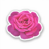 Mooie roze roze roos sticker (Voorkant)