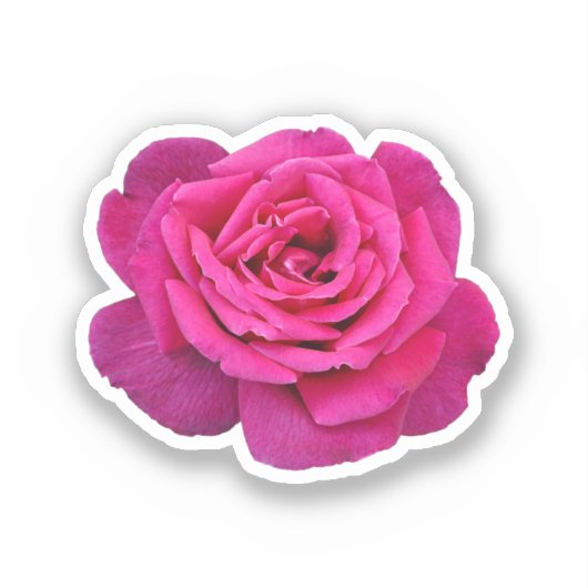 Mooie roze roze roos sticker (Voorkant)