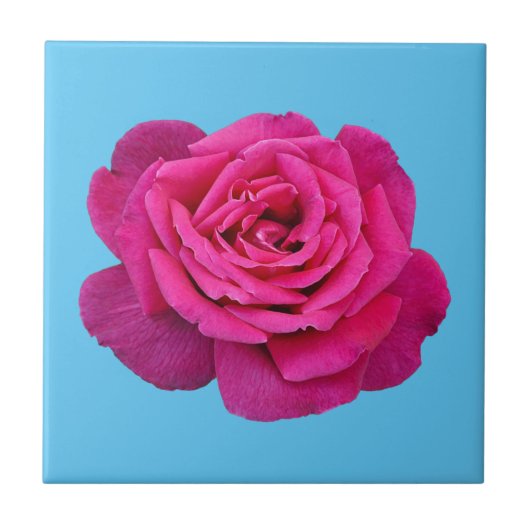 Mooie roze roze roos tegeltje (Voorkant)