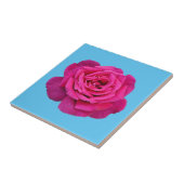 Mooie roze roze roos tegeltje (Zijkant)