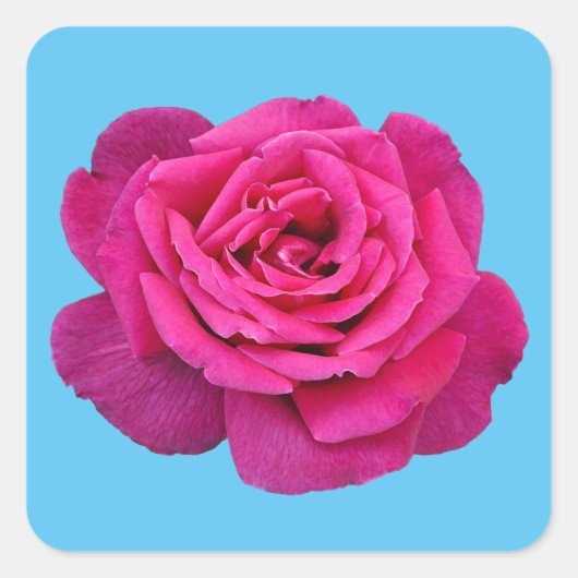 Mooie roze roze roos vierkante sticker (Voorkant)