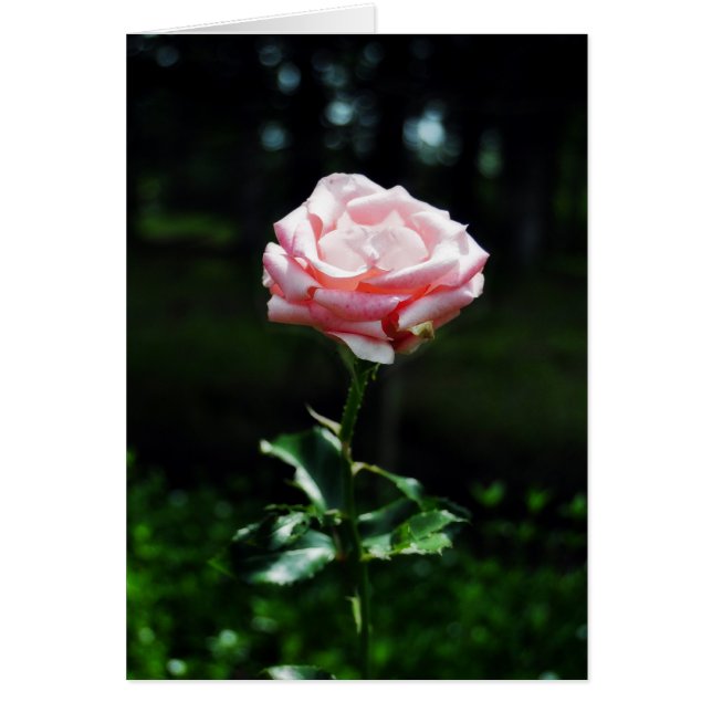 Mooie Roze Roze Roze (Voorkant)