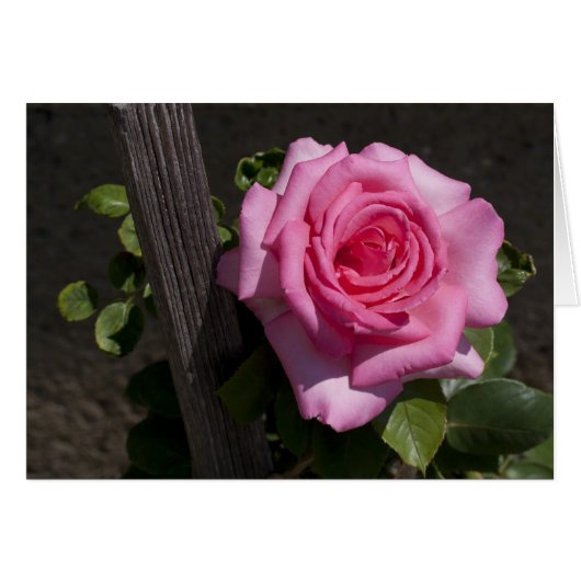 Mooie Roze Roze Roze (Voorkant Horizontaal)