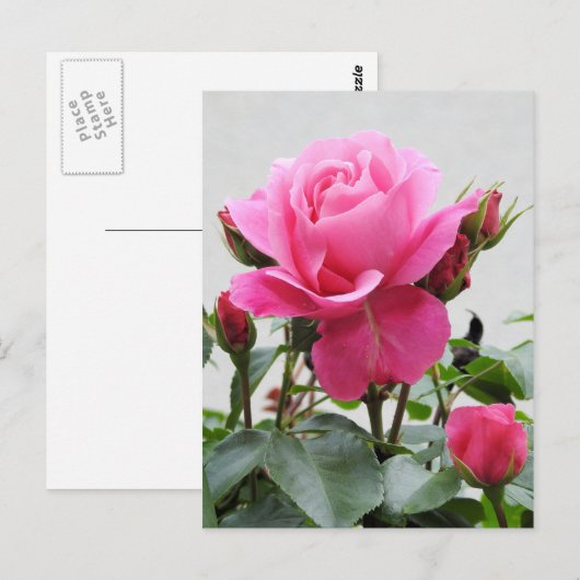 Mooie Roze Roze Roze Briefkaart (Voorkant / Achterkant)