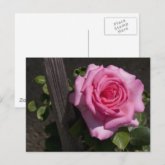 Mooie Roze Roze Roze Briefkaart (Voorkant / Achterkant)