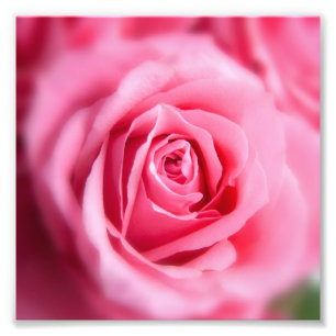 Mooie Roze Roze Roze Foto Afdruk